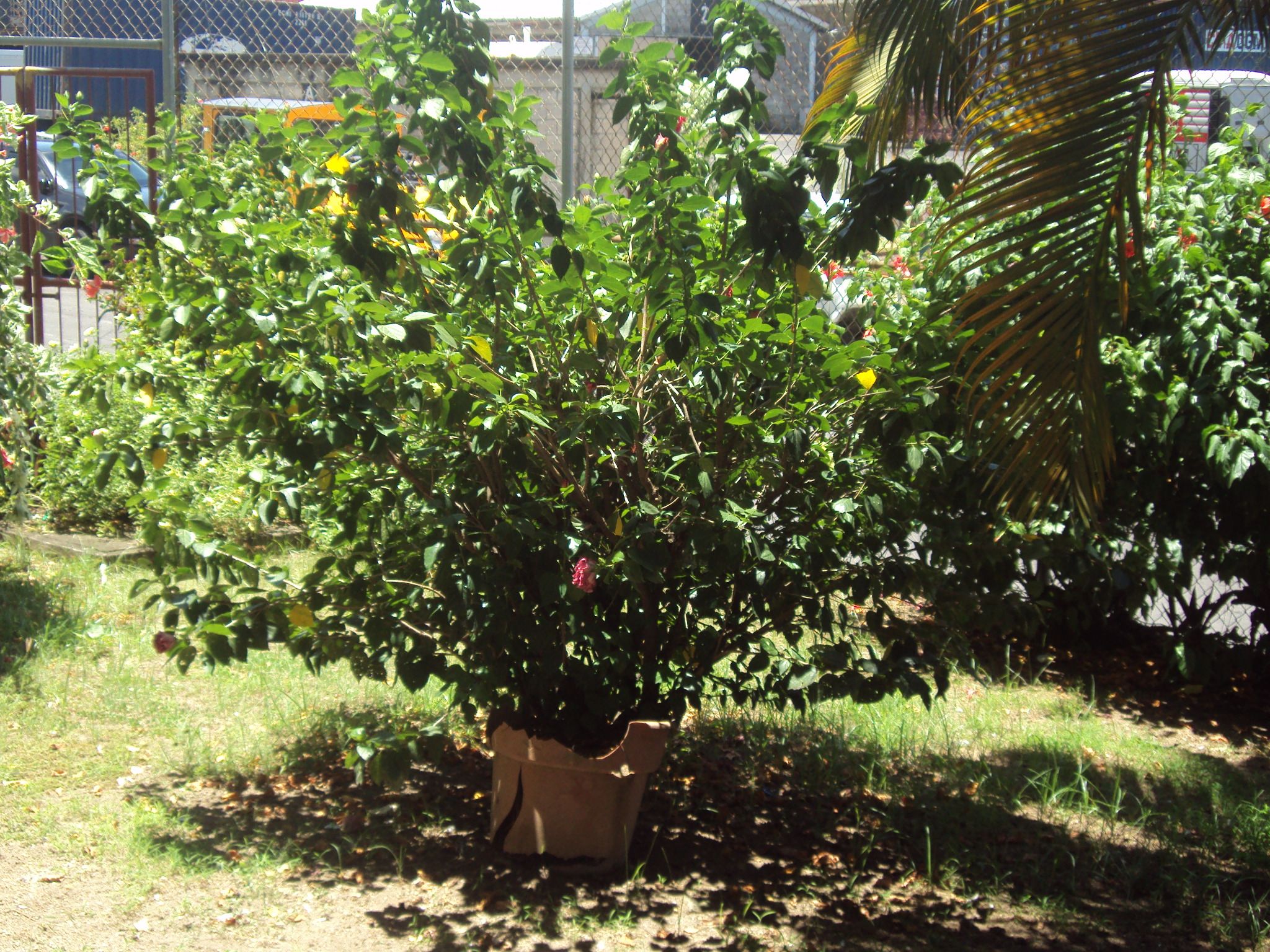 Dominica Customs